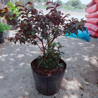Cây Ổi Tím