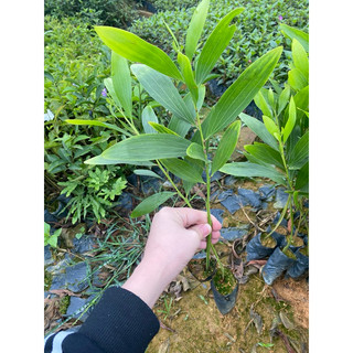 Cây Keo giống