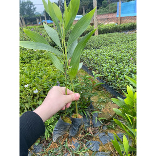 Cây Keo giống (Đã Bật Hỏa Tốc)