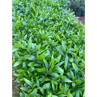 Cây Keo giống (Đã Bật Hỏa Tốc)