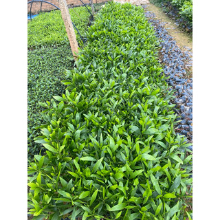Cây Keo giống (Đã Bật Hỏa Tốc)