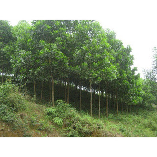 Cây Keo giống (Đã Bật Hỏa Tốc)