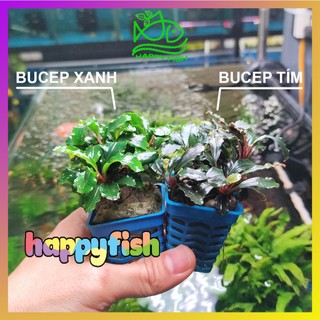 Bucep xanh - Bucep tím, cây thủy sinh cao cấp