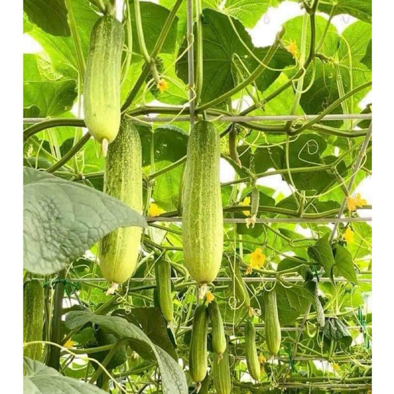 Hạt giống dưa chuột VL 103 chịu F1