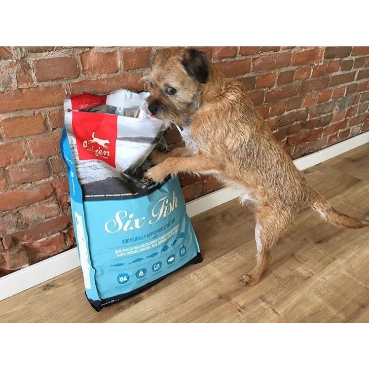 (nguyên seal 11,4kg) ORIJEN 6 FISH DOG Thức ăn chó