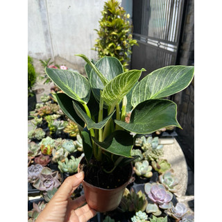 Cây đế vương giống mới