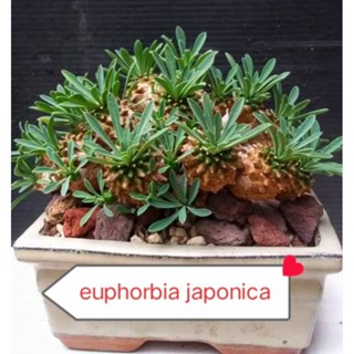 Xương rồng Mũ đục Janponica dễ thương như trái khóm giá chỉ 49k 1c 3,4cm.