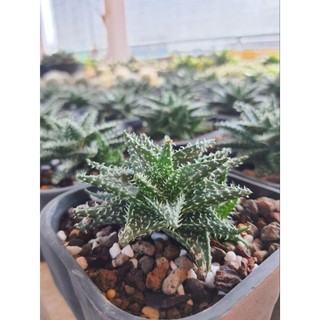 Haworthia Leaved Aloe đã thuần khí hậu, dễ chăm