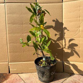 Cây mai cúc không nhị - bonsai gốc đẹp