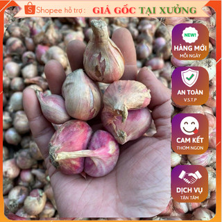 {FREE SHIP} 1 Kg Hành Bắc củ tươi Vụ mới 2026 - Hành Ta củ tươi KINH MÔN ngon nhất  ( HÀNG TUYỂN CHỌN  ) - Củ Rời, Khô