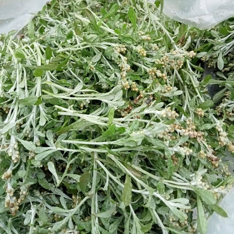 Bột Lá Khúc Khô Gói 50g/100g/150g Nguyên Chất 100% Từ Lá Khúc Tươi/ Rau Khúc Chuyên Làm Xôi Khúc/Bánh Khúc Ngon Chuẩn Vị