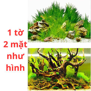 Tranh dán 3D trang trí bể cá cảnh
