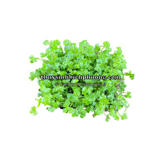 RAU MÁ HƯƠNG MINI (CHẬU NHỎ)  - CÂY THỦY SINH, BÁN CẠN TRANG TRÍ HỒ CÁ THỦY SINH DỄ TRỒNG, DỄ CHĂM SÓC
