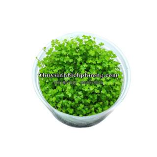 RAU MÁ HƯƠNG MINI (CHẬU TO) - CÂY THUỶ SINH DẠNG BÒ DỄ TRỒNG VÀ CHĂM SÓC, TRỒNG ĐƯỢC CHO HỒ THỦY SINH VÀ BÁN CẠN