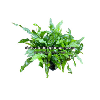 DƯƠNG XỈ MỸ NHÂN THỦY SINH - CÂY CHUYÊN DÙNG DÁN LŨA ĐÁ TRANG TRÍ HỒ CÁ THỦY SINH SỨC SỐNG KHỎE