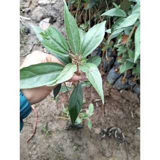 Cây khổ sâm (mua 5 tặng 1)
