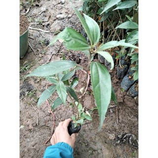 Cây khổ sâm (mua 5 tặng 1)