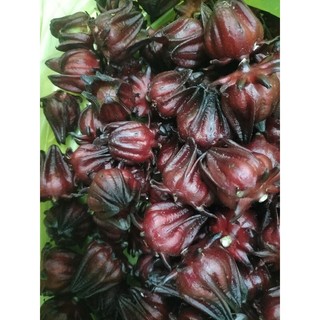 Bông atisô đỏ 100g