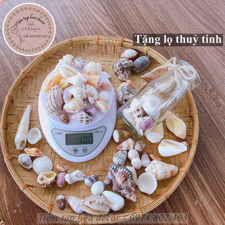 100g vỏ ốc biển trang trí tặng kèm lọ thuỷ tinh