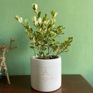 Cây đa tam phúc size nhỏ cao 40 - 50cm - giao hỏa tốc