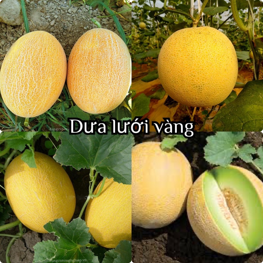 Hạt giống dưa lưới da vàng