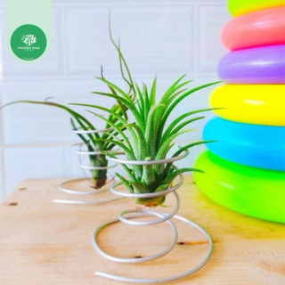 Phụ kiện đế trồng cây không khí kim yến,chỉ đế trồng cây