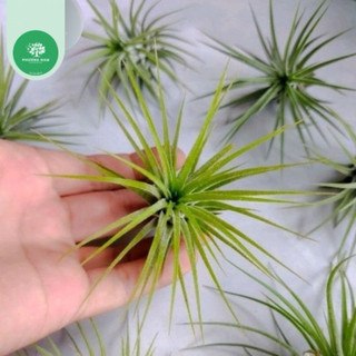 Không khí Kim yến Tillandsia ionnantha