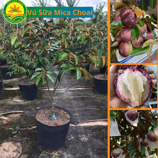 Cây giống vú sữa mica choai, cây giống cao 1.2m, giống cây ăn quả chất lượng cao, có quả sau 2 năm