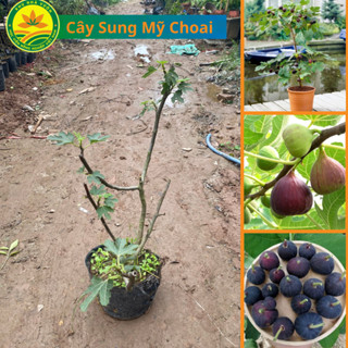 Cây Giống Sung Mỹ Choai, Cây Đã Giâm Bầu Hơn 2 năm Rất Phù Hợp Trồng Chậu, Ban Công