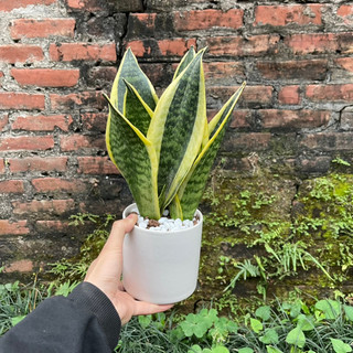 Cây Lưỡi Hổ Phong Thuỷ Để Bàn Trang Trí Mang Lại Tài Lộc Cho Gia Chủ