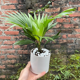 Cây Cọ Nhật Hàng Chậu Sứ Tán Xum Thích Hợp Trang Trí Ban Công Tiểu Cảnh,Nội Thất