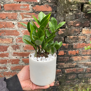 Cây Kim Tiền Phong Thuỷ Mini Để Bàn Kèm Chậu Sứ Nhiều Nhánh (Cây Như Hình)