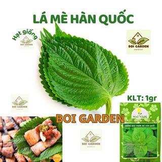 Hạt giống lá vừng / lá mè hàn quốc