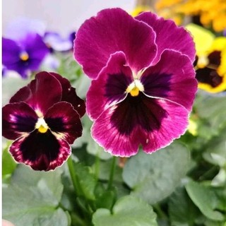 [ HG Mai Nguyễn] Hạt giống hoa pansy( violet) Mix_ Chuẩn như ảnh shop trồng, nảy 99%