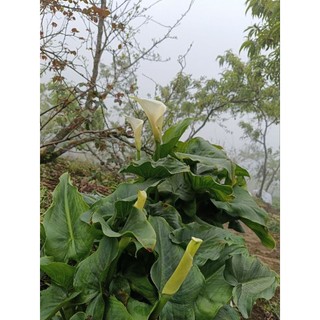 6 mầm giống hoa rum trắng