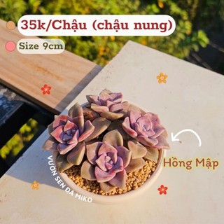 Sen đá Hồng mập cả chậu được trồng sẵn như ảnh có sẵn tại vườn MIKO_GARDEN lỗi 1 đền 1