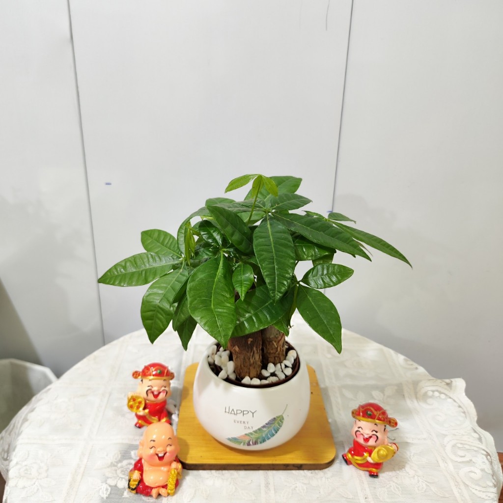 Cây Kim Ngân 3 Củ Kèm Chậu Sứ , Cây Hút Lộc Phát Lộc Phong Thủy Để Bàn Cao 25 - 30Cm Cực Xinh