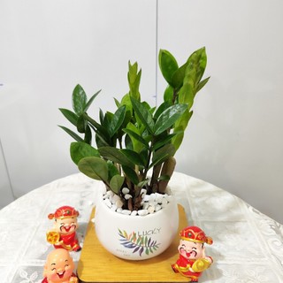 Cây kim tiền - kim tiền mini cao 20cm trồng sẵn chậu sứ kèm đĩa hứng nước