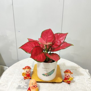 Cây vạn lộc đỏ hút lộc kèm chậu sứ cao 30 cm