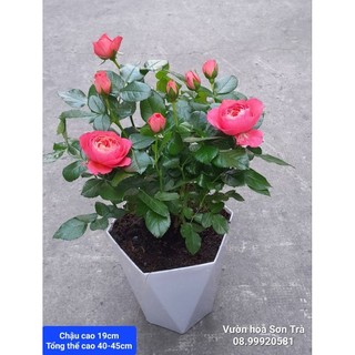 Cây hoa hồng tỷ muội hà lan màu hồng cam.