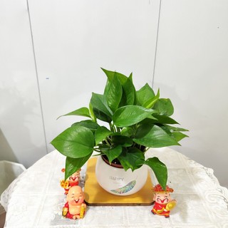 Vạn liên thanh đất 3 loại màu khác nhau ,cây hút khí độc lọc không khí