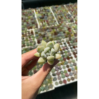 Sen đá sỏi kim size vĩ hư 1 đổi 1