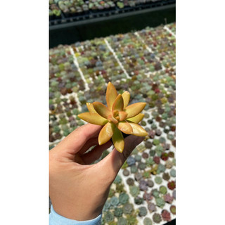 Sen đá đá vàng size vĩ 3cm hư 1 đổi 1