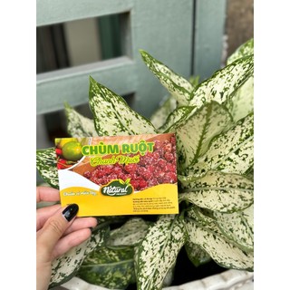 50 tem dán “chùm ruột chanh muối” 7x10 cm - cán bóng, dày, đẹp
