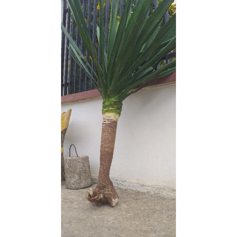 cây phát tài núi cao 1m7