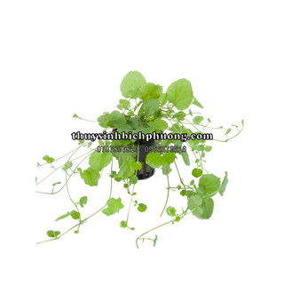 RAU MÁ NHẬT - CÂY THỦY SINH CẮM NỀN BUỘC LŨA DÁN ĐÁ SIÊU ĐẸP PHÁT TRIỂN CHẬM KHÔNG PHÁ BỐ CỤC