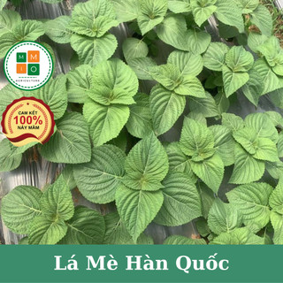 Hạt giống lá mè Hàn Quốc (lá vừng, lá kê nhíp dùng ăn đồ nướng)