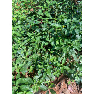 Cây giống đuôi chuột (cây mạch lạc)