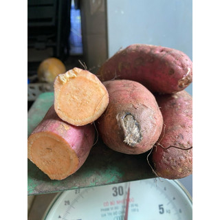 Khoai ruột vàng, khoai lang Nghệ 1kg - Giao hỏa tốc và toàn quốc