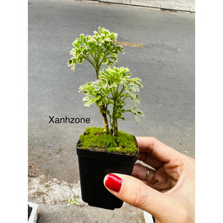 Cây đinh lăng cẩm thạch mini dễ thích nghi với mọi điều kiện